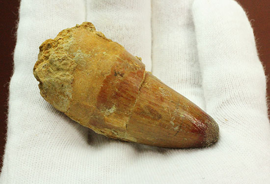 エナメル質が保存された、丸みを帯びたスピノサウルス歯化石(Spinosaurus)(その7)