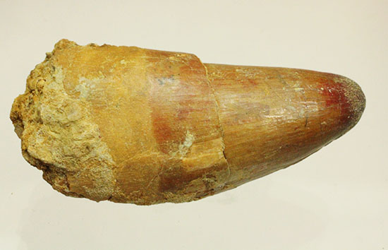 エナメル質が保存された、丸みを帯びたスピノサウルス歯化石(Spinosaurus)(その9)