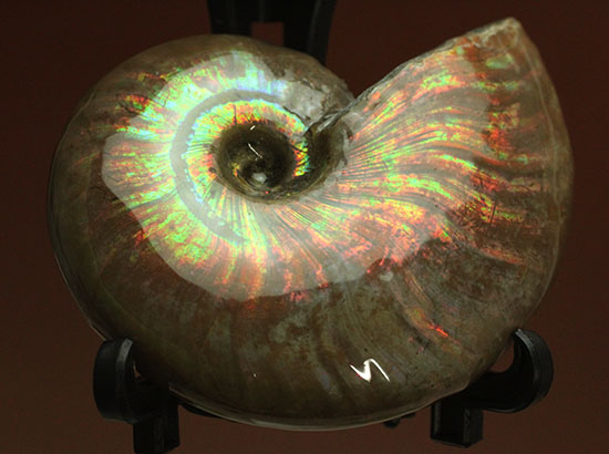 フルスペクトル（青、緑、黄、橙、赤）の両面光りが味わえる​マダガスカル産アンモナイト、クレオニセラス(Cleoniceras sp.)/中生代白亜紀（1億3500万 -- 6500万年前）【an910】
