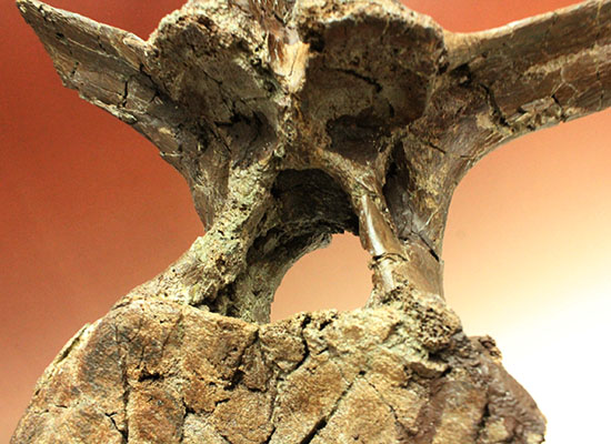 恐竜コレクターなら必ず抑えたい逸品！エドモントサウルス(Edomonntosaurus)の巨大脊椎骨。/中生代白亜紀（1億3500万 -- 6500万年前）【di830】
