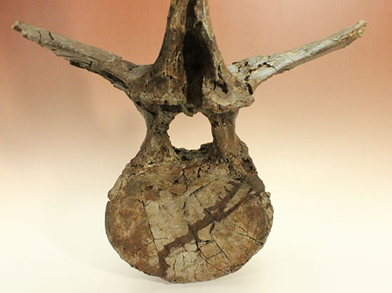 恐竜コレクターなら必ず抑えたい逸品！エドモントサウルス(Edmontosaurus)の巨大脊椎骨。（その9）