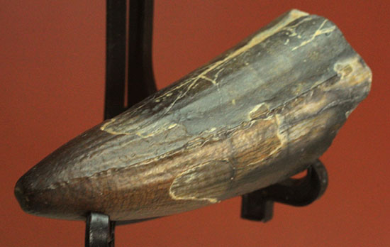 ティラノサウルス・レックスを凌ぐ希少性！スコミムス(Suchomimis tenerensis)歯化石/中生代白亜紀（1億3500万 -- 6500万年前）【di841】