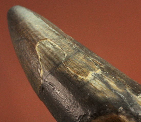 ティラノサウルス・レックスを凌ぐ希少性！スコミムス(Suchomimis tenerensis)歯化石（その11）