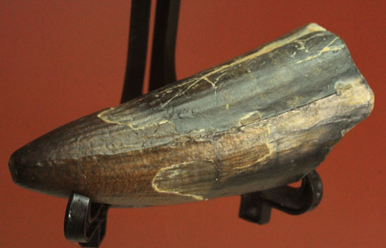 ティラノサウルス・レックスを凌ぐ希少性！スコミムス(Suchomimis tenerensis)歯化石（その13）