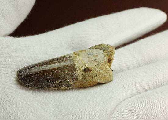 濃い茶色の歯根が印象的なスピノサウルス(Spinosaurus)の歯化石(その3)
