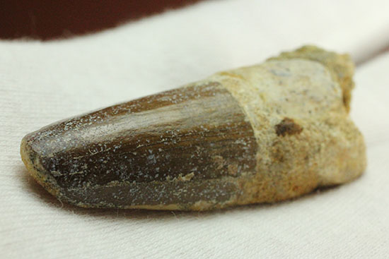 濃い茶色の歯根が印象的なスピノサウルス(Spinosaurus)の歯化石(その4)