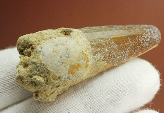 濃い茶色の歯根が印象的なスピノサウルス(Spinosaurus)の歯化石(その5)