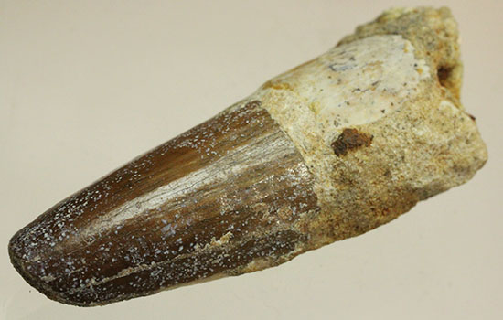 濃い茶色の歯根が印象的なスピノサウルス(Spinosaurus)の歯化石(その8)
