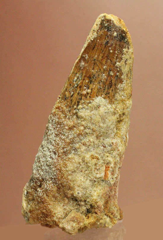 周長8cm!太い!スピノサウルス(Spinosaurus)の歯化石(その1)