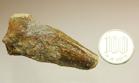 周長8cm!太い!スピノサウルス(Spinosaurus)の歯化石(その10)