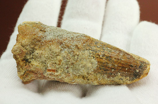 周長8cm!太い!スピノサウルス(Spinosaurus)の歯化石(その3)