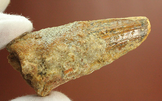 周長8cm!太い!スピノサウルス(Spinosaurus)の歯化石(その4)