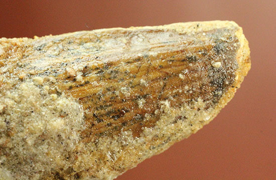 周長8cm!太い!スピノサウルス(Spinosaurus)の歯化石(その5)