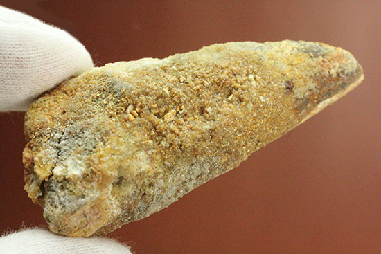 周長8cm!太い!スピノサウルス(Spinosaurus)の歯化石(その6)