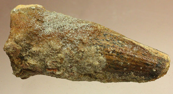 周長8cm!太い!スピノサウルス(Spinosaurus)の歯化石(その9)