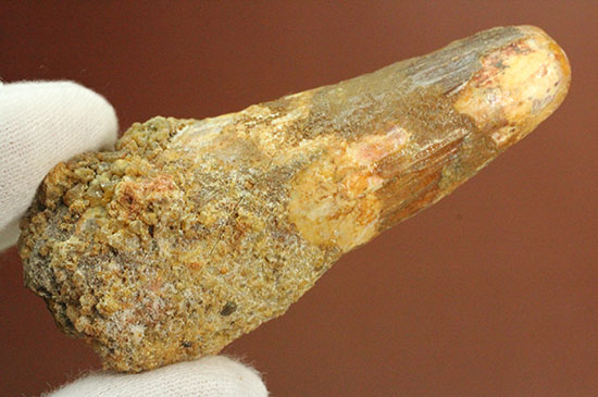 プレゼントにいかが?有名肉食恐竜スピノサウルス(Spinosaurus)歯化石(その10)