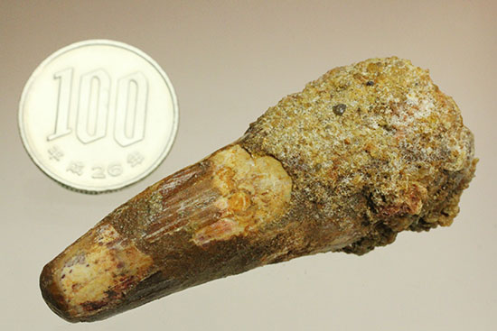 プレゼントにいかが?有名肉食恐竜スピノサウルス(Spinosaurus)歯化石(その12)