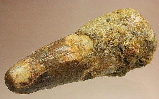 プレゼントにいかが?有名肉食恐竜スピノサウルス(Spinosaurus)歯化石(その2)