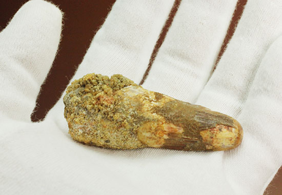 プレゼントにいかが?有名肉食恐竜スピノサウルス(Spinosaurus)歯化石(その4)