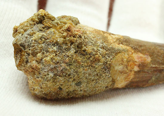 プレゼントにいかが?有名肉食恐竜スピノサウルス(Spinosaurus)歯化石(その5)
