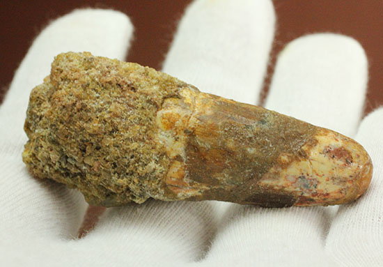 プレゼントにいかが?有名肉食恐竜スピノサウルス(Spinosaurus)歯化石(その6)