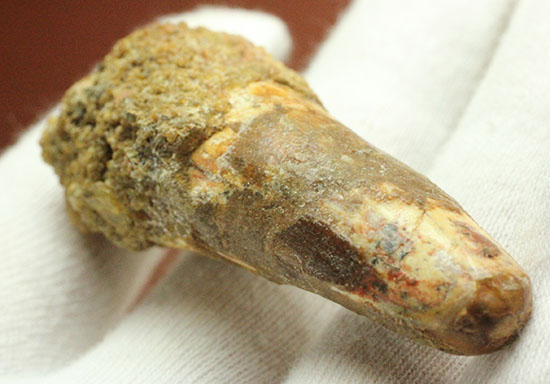 プレゼントにいかが?有名肉食恐竜スピノサウルス(Spinosaurus)歯化石(その7)