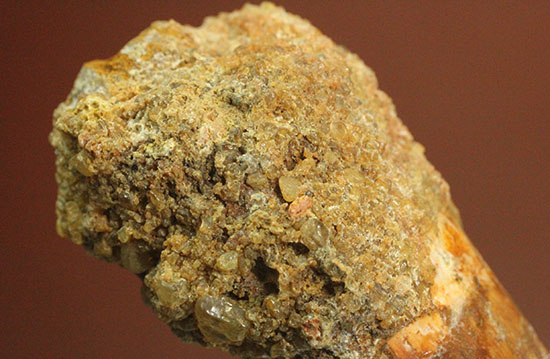 プレゼントにいかが?有名肉食恐竜スピノサウルス(Spinosaurus)歯化石(その8)