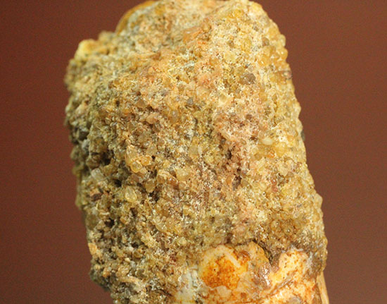 プレゼントにいかが?有名肉食恐竜スピノサウルス(Spinosaurus)歯化石(その9)