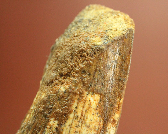 この標本を片手でジュラシックパーク3を見よう!!スピノサウルス(Spinosaurus)歯化石(その10)