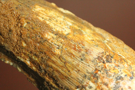 この標本を片手でジュラシックパーク3を見よう!!スピノサウルス(Spinosaurus)歯化石(その12)