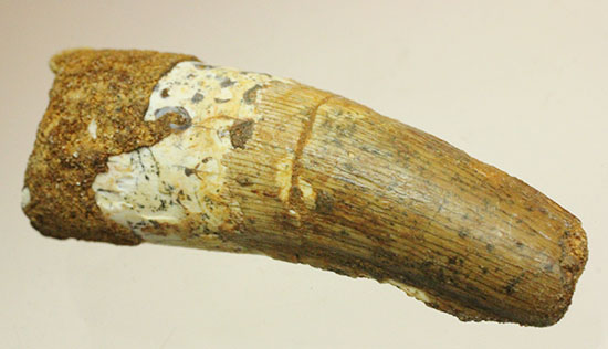 この標本を片手でジュラシックパーク3を見よう!!スピノサウルス(Spinosaurus)歯化石(その13)