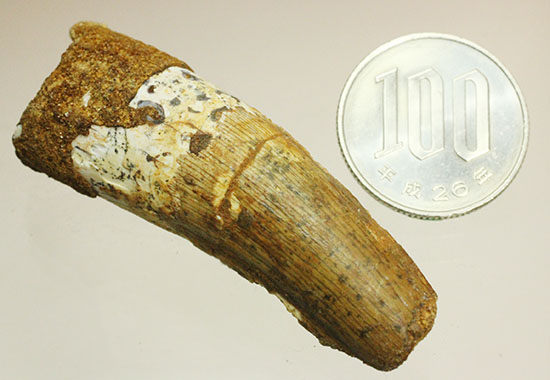 この標本を片手でジュラシックパーク3を見よう!!スピノサウルス(Spinosaurus)歯化石(その14)
