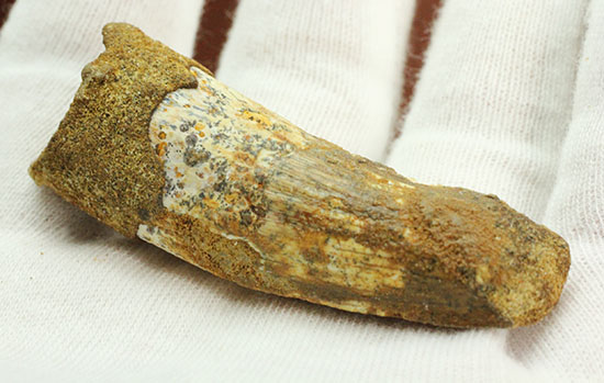 この標本を片手でジュラシックパーク3を見よう!!スピノサウルス(Spinosaurus)歯化石(その4)