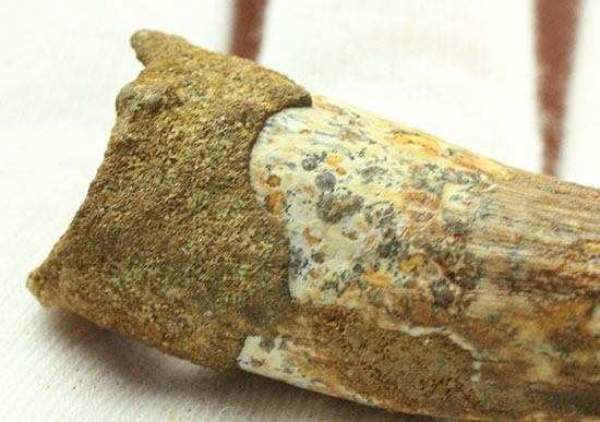 この標本を片手でジュラシックパーク3を見よう!!スピノサウルス(Spinosaurus)歯化石(その5)