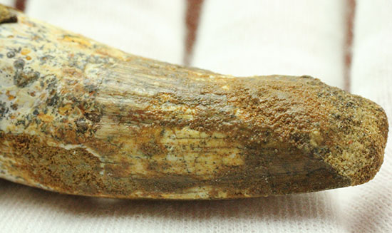 この標本を片手でジュラシックパーク3を見よう!!スピノサウルス(Spinosaurus)歯化石(その6)