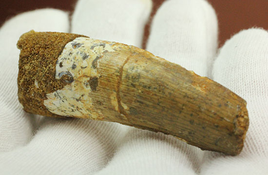この標本を片手でジュラシックパーク3を見よう!!スピノサウルス(Spinosaurus)歯化石(その7)