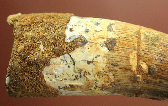 この標本を片手でジュラシックパーク3を見よう!!スピノサウルス(Spinosaurus)歯化石(その8)