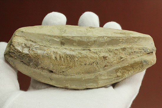 白亜紀ブラジルセアラ州産魚化石/中生代白亜紀（1億3500万 -- 6500万年前）【ot723】