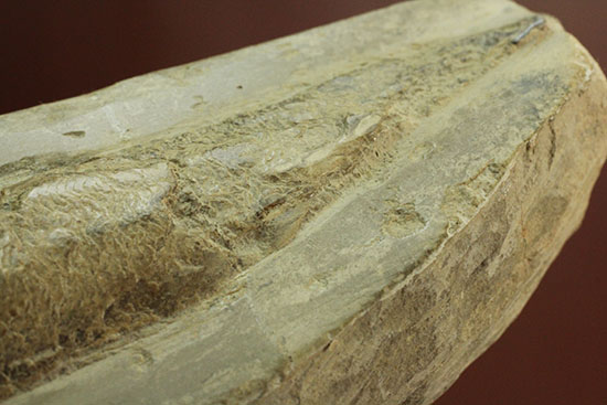 白亜紀ブラジルセアラ州産魚化石（その10）