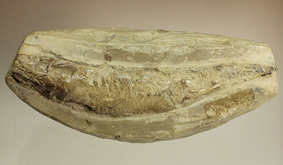 白亜紀ブラジルセアラ州産魚化石（その12）