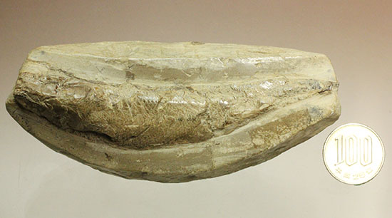 白亜紀ブラジルセアラ州産魚化石（その13）