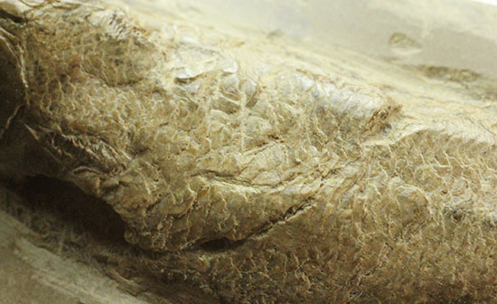 白亜紀ブラジルセアラ州産魚化石（その3）