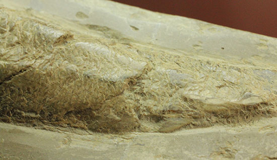 白亜紀ブラジルセアラ州産魚化石（その4）