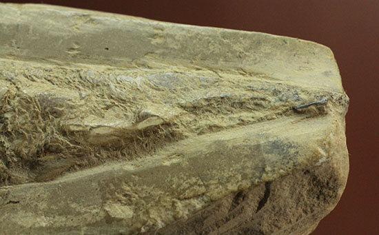白亜紀ブラジルセアラ州産魚化石（その5）