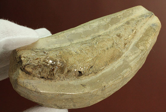 白亜紀ブラジルセアラ州産魚化石（その6）