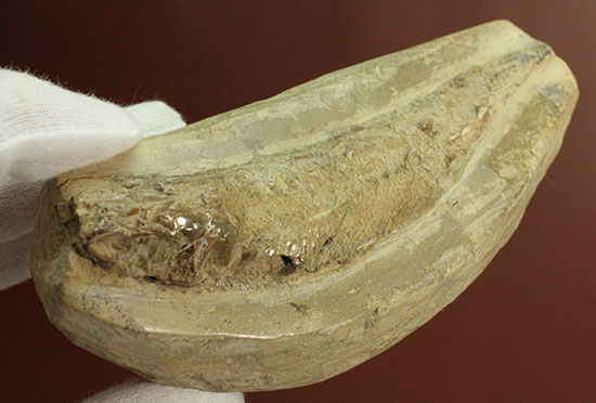 白亜紀ブラジルセアラ州産魚化石(その6)