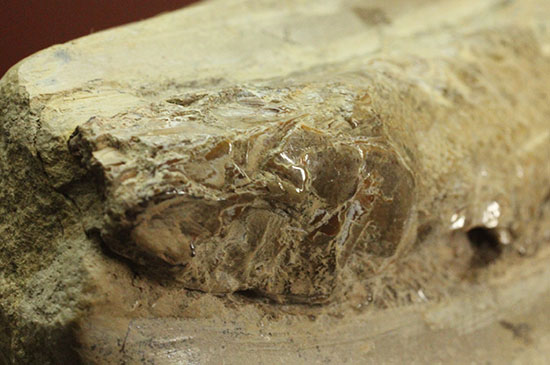 白亜紀ブラジルセアラ州産魚化石（その8）