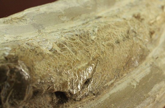 白亜紀ブラジルセアラ州産魚化石（その9）