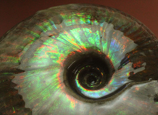 大きな光の筋が疾走する！希少なヘビー級のイリデッセンス（iridescence）アンモナイト化石（その4）
