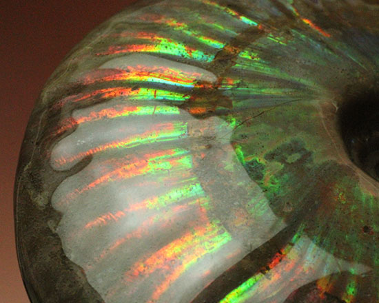 大きな光の筋が疾走する！希少なヘビー級のイリデッセンス（iridescence）アンモナイト化石（その7）